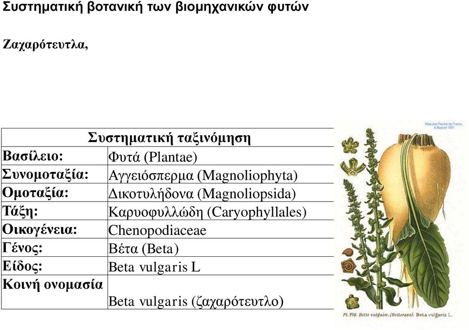 Δικοτυλήδονα (Magnoliopsida) Τάξη: Καρυοφυλλώδη (Caryophyllales) Οικογένεια: