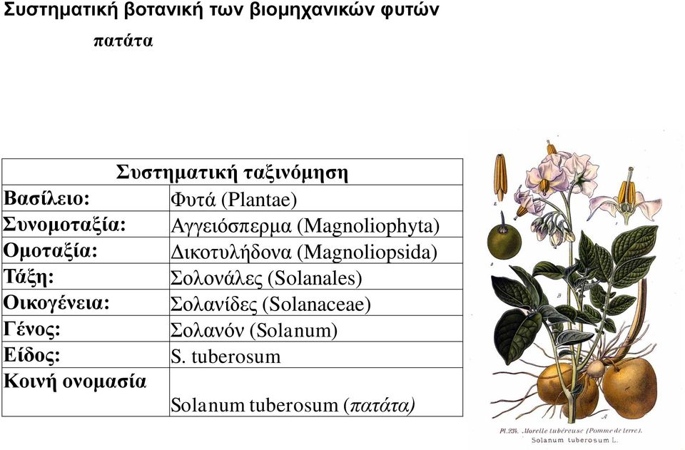 Δικοτυλήδονα (Magnoliopsida) Τάξη: Σολονάλες (Solanales) Οικογένεια: Σολανίδες