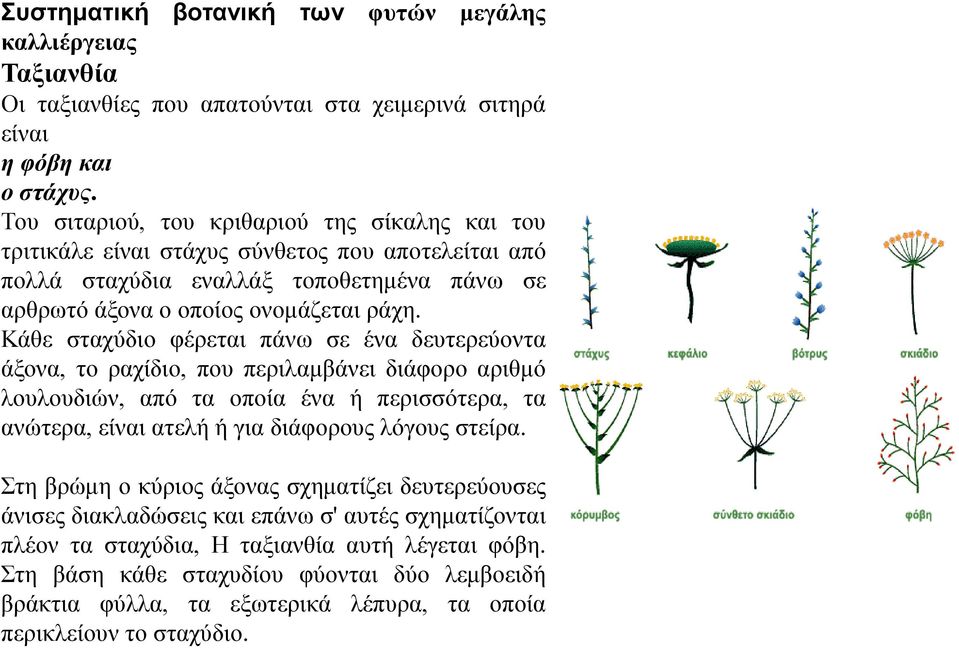 Κάθε σταχύδιο φέρεται πάνω σε ένα δευτερεύοντα άξονα, το ραχίδιο, που περιλαμβάνει διάφορο αριθμό λουλουδιών, από τα οποία ένα ή περισσότερα, τα ανώτερα, είναι ατελή ή για διάφορους λόγους στείρα.