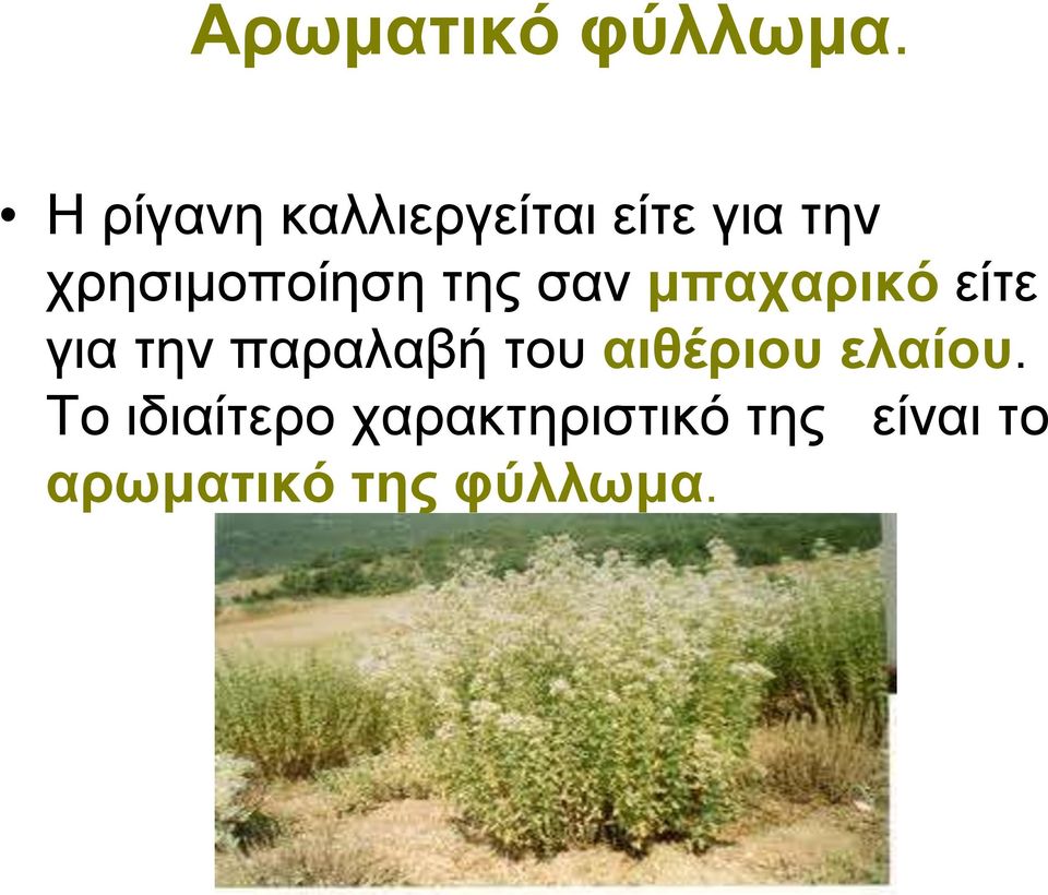 χρησιμοποίηση της σαν μπαχαρικό είτε για την