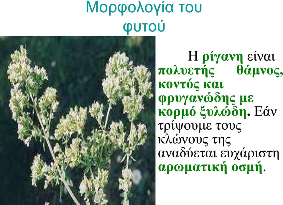 με κορμό ξυλώδη.