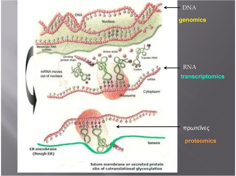 transcriptomics