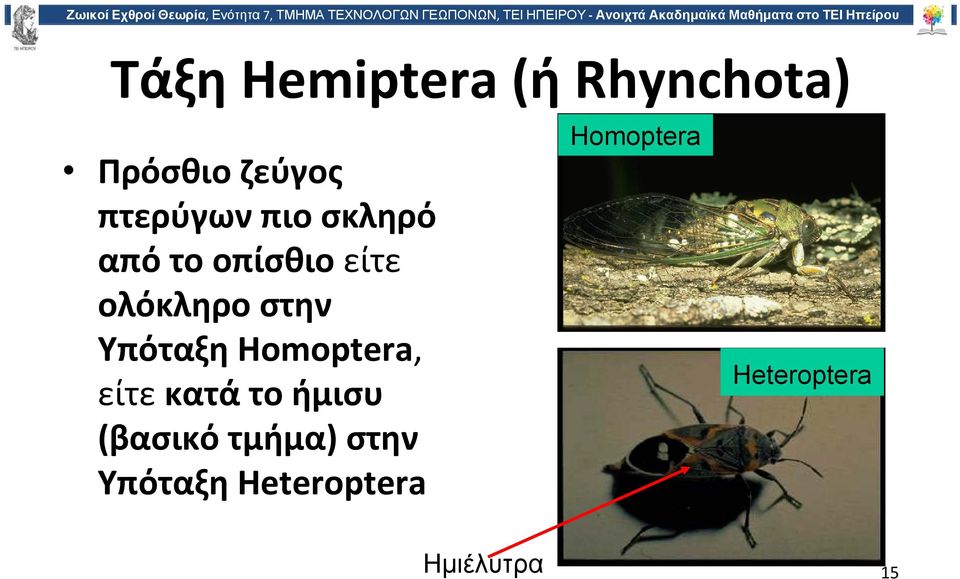 Homoptera, είτε κατά το ήμισυ (βασικό τμήμα) στην
