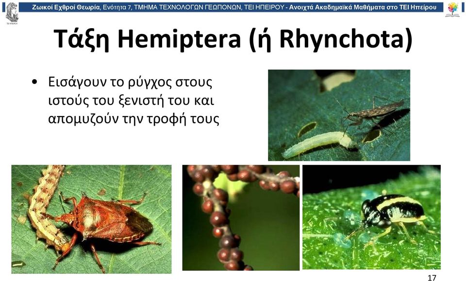 ρύγχος στους ιστούς του