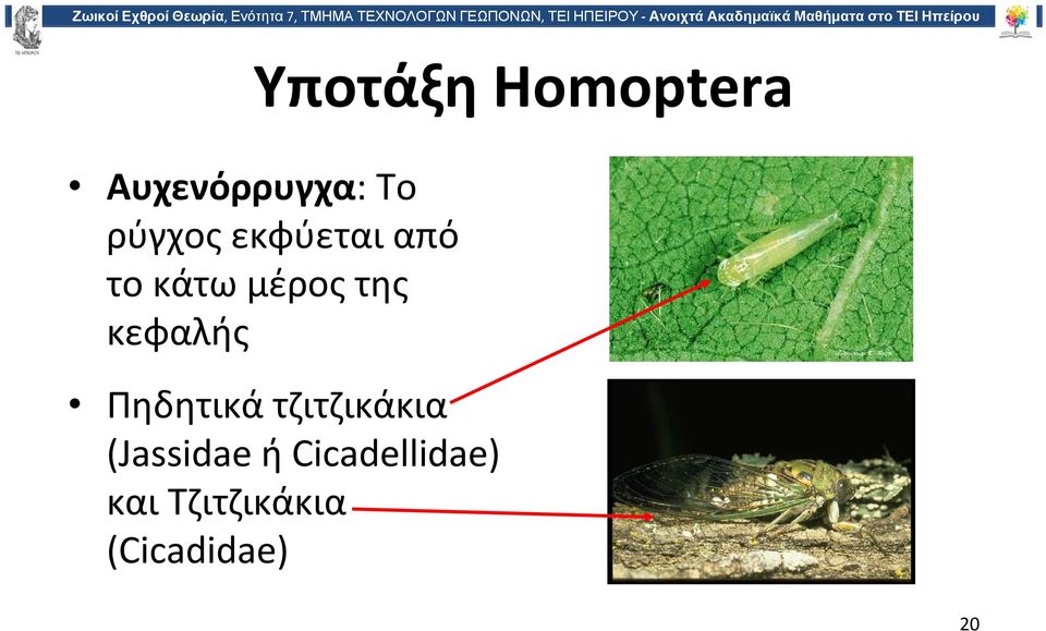 κεφαλής Πηδητικά τζιτζικάκια (Jassidae
