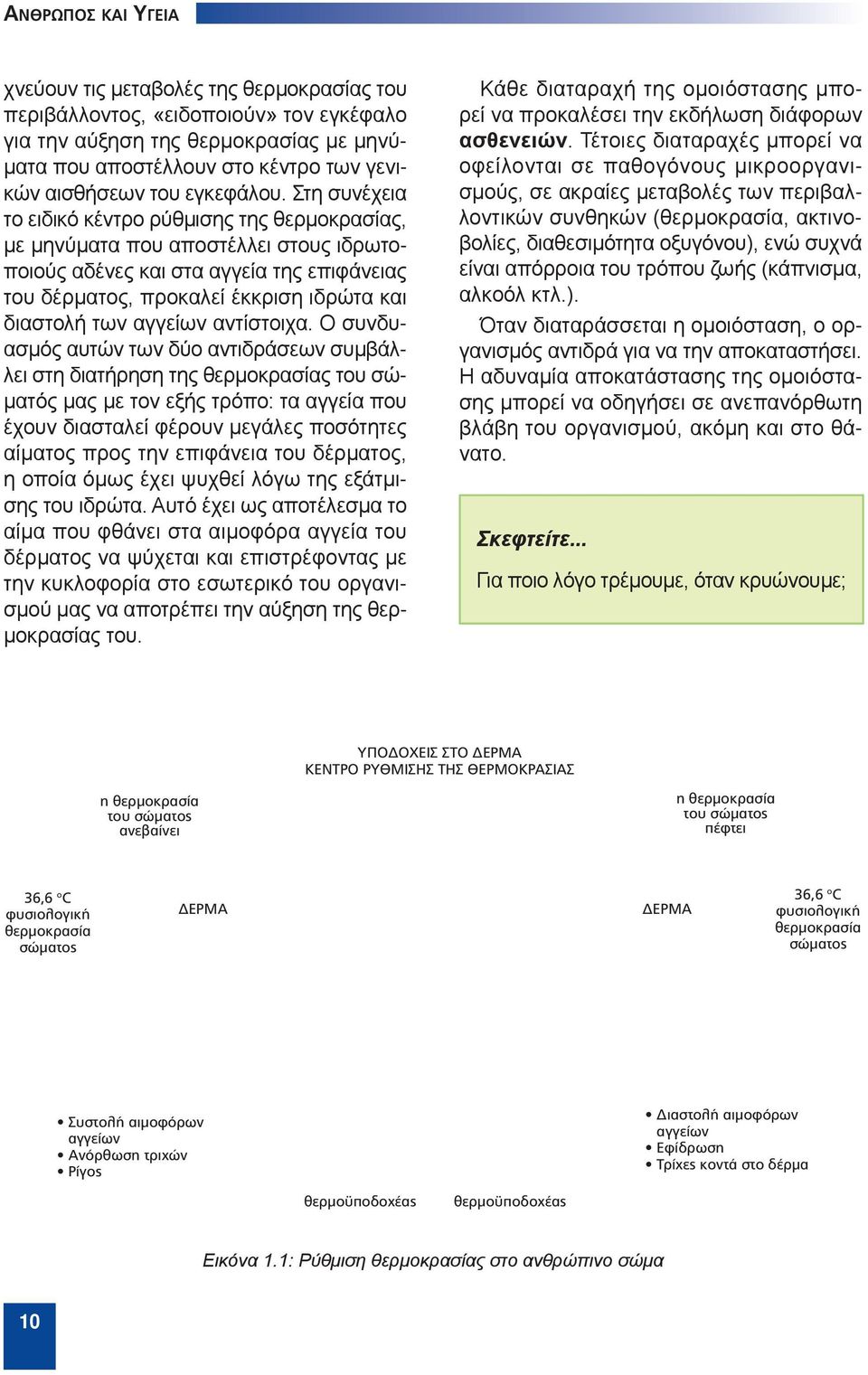 Στη συνέχεια το ειδικό κέντρο ρύθμισης της θερμοκρασίας, με μηνύματα που αποστέλλει στους ιδρωτοποιούς αδένες και στα αγγεία της επιφάνειας του δέρματος, προκαλεί έκκριση ιδρώτα και διαστολή των