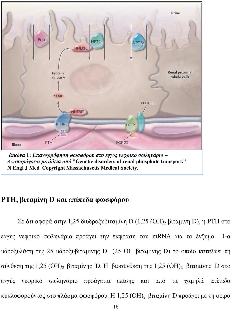 PTH, βιταμίνη D και επίπεδα φωσφόρου Σε ότι αφορά στην 1,25 διυδροξυβιταμίνη D (1,25 (ΟΗ) 2 βιταμίνη D), η PTH στο εγγύς νεφρικό σωληνάριο προάγει την έκφραση του mrna για