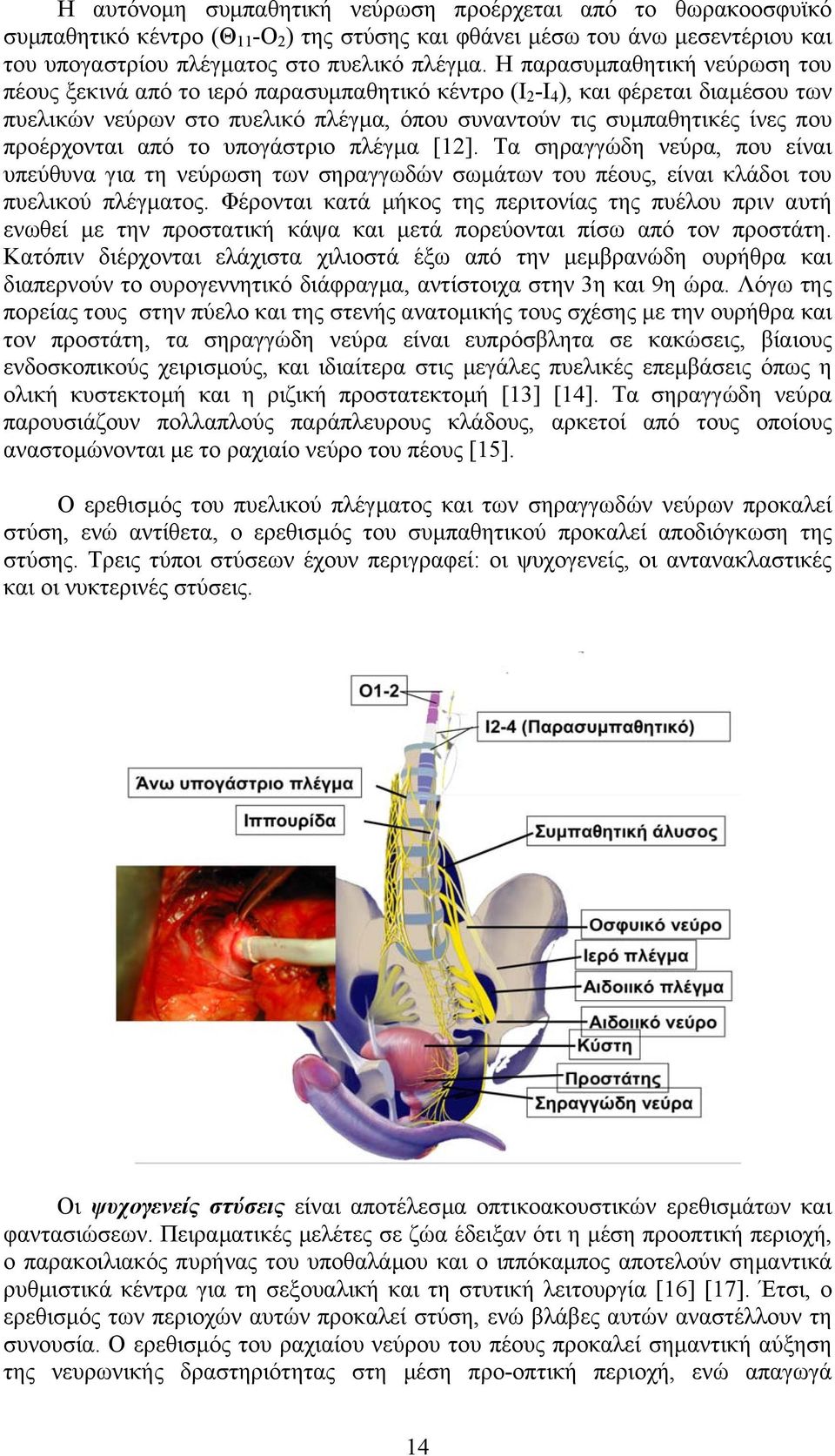 προέρχονται από το υπογάστριο πλέγµα [12]. Τα σηραγγώδη νεύρα, που είναι υπεύθυνα για τη νεύρωση των σηραγγωδών σωµάτων του πέους, είναι κλάδοι του πυελικού πλέγµατος.