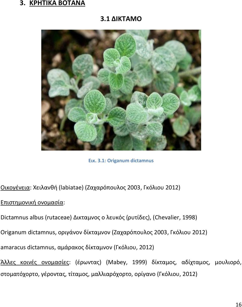 1: Origanum dictamnus Οικογένεια: Χειλανθή (labiatae) (Zαχαρόπουλος 2003, Γκόλιου 2012) Επιστημονική ονομασία: Dictamnus