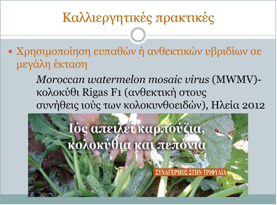 watermelon mosaic virus (MWMV)- κολοκύθι Rigas F1