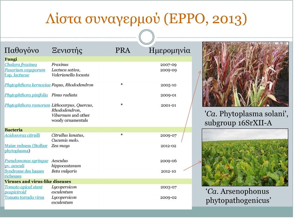 lactucae Lactuca sativa, Valerianella locusta 2009-09 Phytophthora kernoviae Fagus, Rhododendron * 2005-10 Phytophthora pinifolia Pinus radiata 2009-01 Phytophthora ramorum Lithocarpus, Quercus,