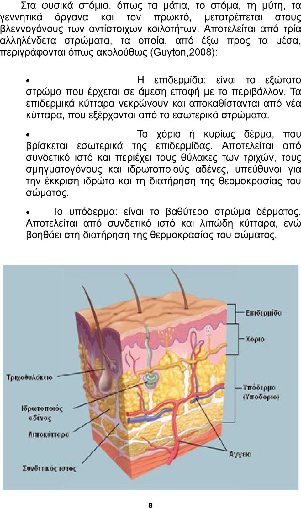 περιβάλλον. Τα επιδερμικά κύτταρα νεκρώνουν και αποκαθίστανται από νέα κύτταρα, που εξέρχονται από τα εσωτερικά στρώματα. Το χόριο ή κυρίως δέρμα, που βρίσκεται εσωτερικά της επιδερμίδας.