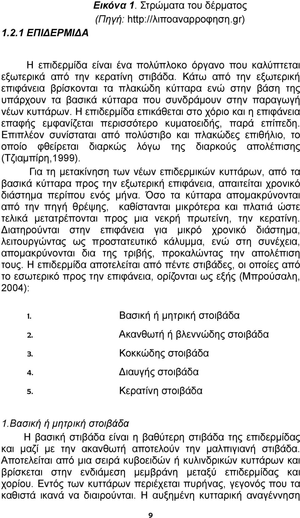 Η επιδερμίδα επικάθεται στο χόριο και η επιφάνεια επαφής εμφανίζεται περισσότερο κυματοειδής, παρά επίπεδη.