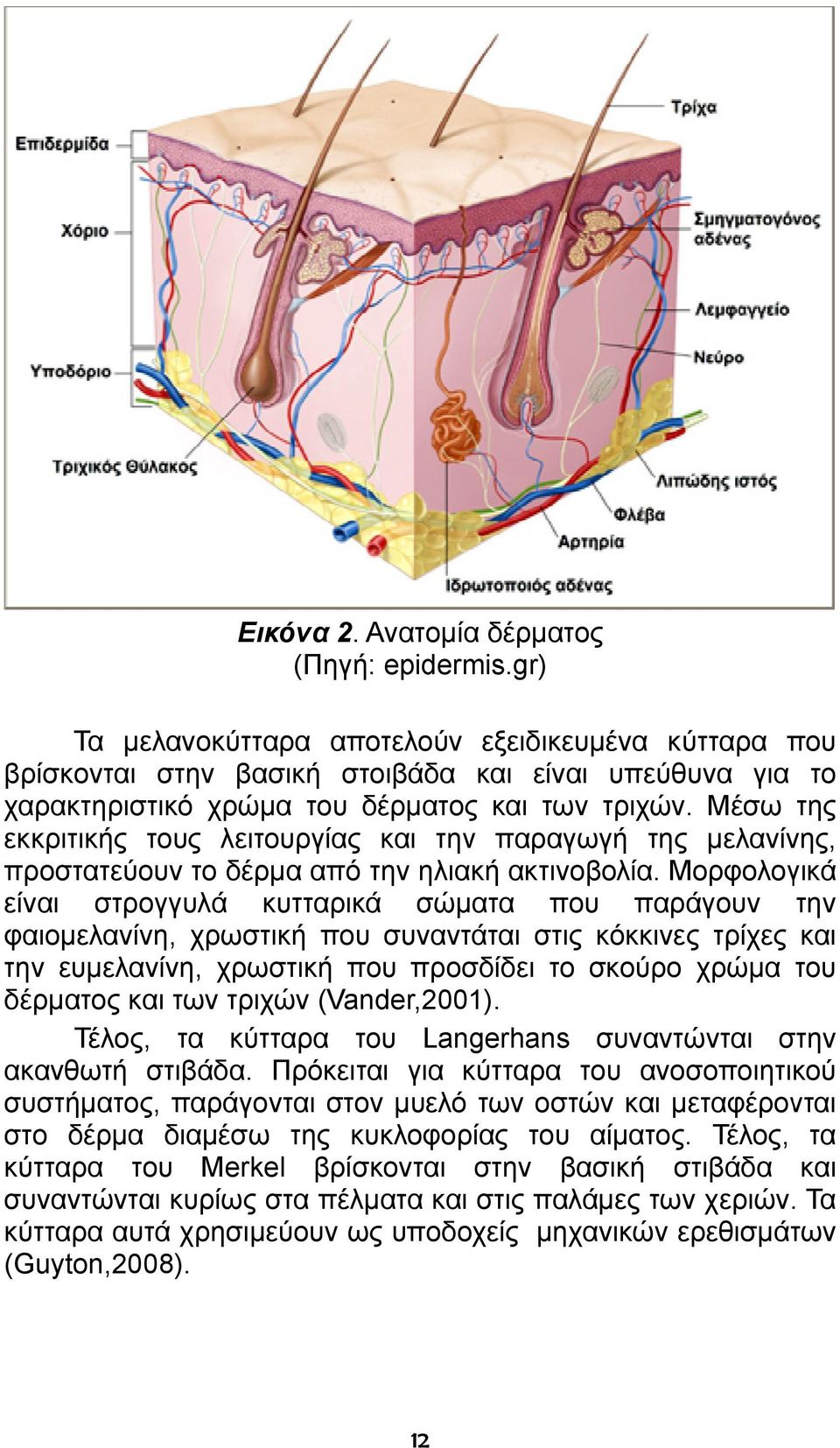 Μέσω της εκκριτικής τους λειτουργίας και την παραγωγή της μελανίνης, προστατεύουν το δέρμα από την ηλιακή ακτινοβολία.