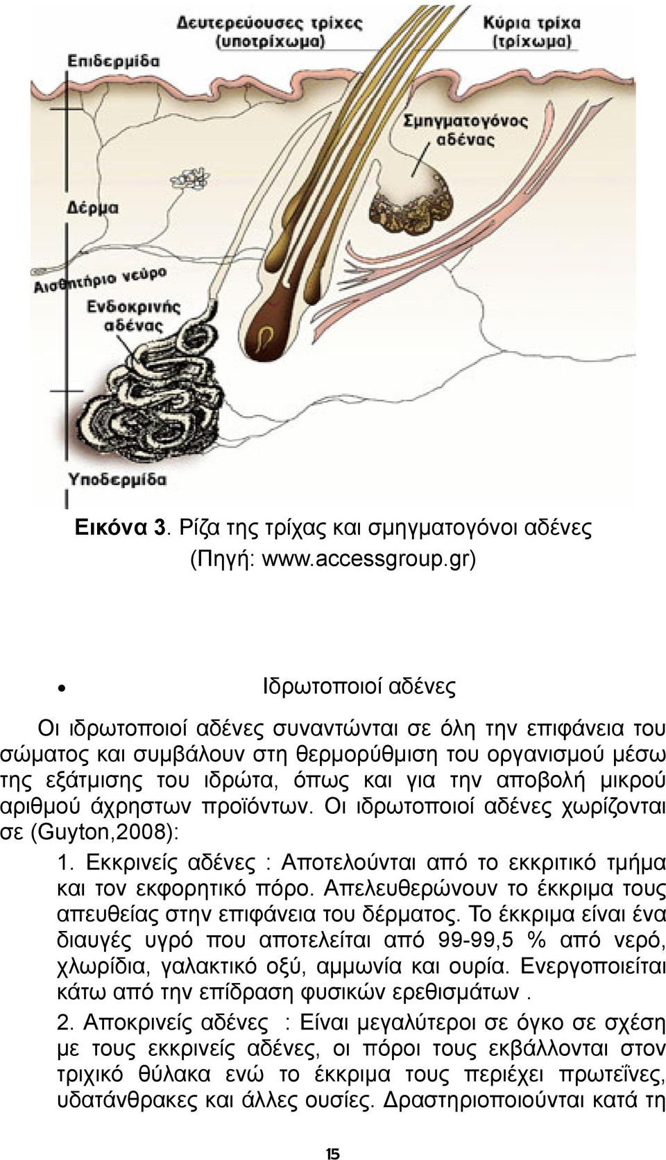 αριθμού άχρηστων προϊόντων. Οι ιδρωτοποιοί αδένες χωρίζονται σε (Guyton,2008): 1. Εκκρινείς αδένες : Αποτελούνται από το εκκριτικό τμήμα και τον εκφορητικό πόρο.