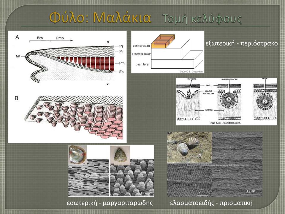 εσωτερική -