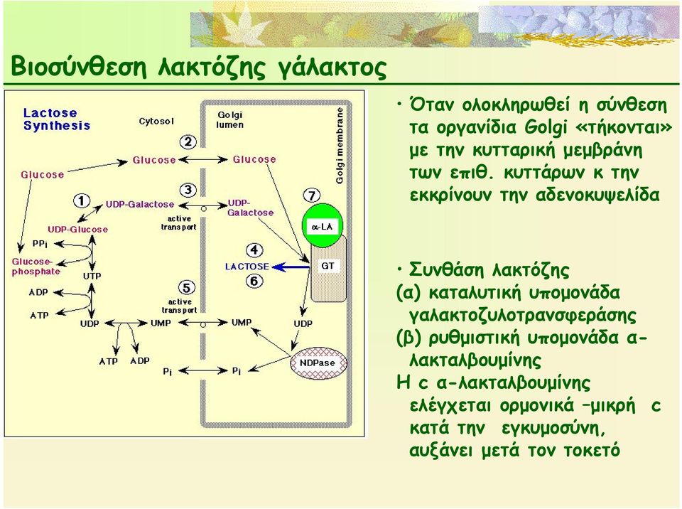 κυττάρων κ την εκκρίνουν την αδενοκυψελίδα Συνθάση λακτόζης (α) καταλυτική υπομονάδα