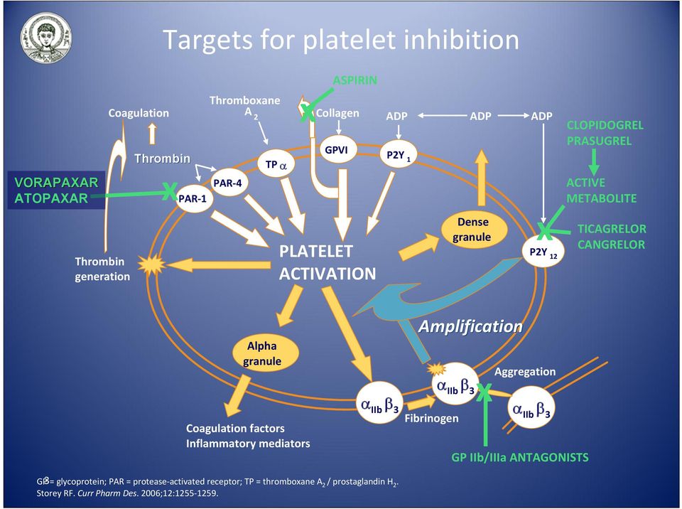 Alpha granule Coagulation factors Inflammatory mediators Amplification IIb 3 IIb 3 Fibrinogen x Aggregation IIb 3 GP IIb/IIIa ANTAGONISTS