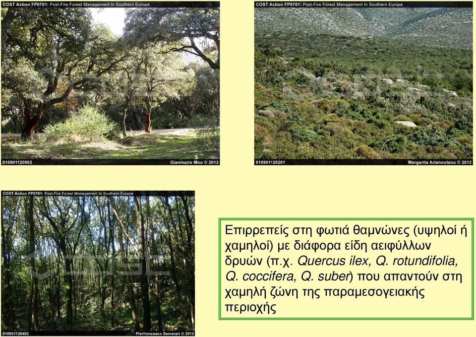 Quercus ilex, Q. rotundifolia, Q. coccifera, Q.