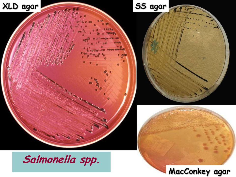 Salmonella