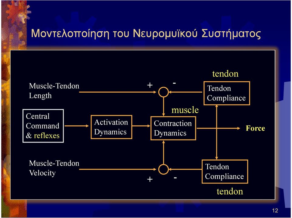 muscle Contraction Dynamics tendon Tendon Compliance