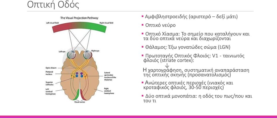 φλοιός (striate cortex): Η χαρτογράφηση, συστηματική αναπαράσταση της οπτικής σκηνής (προσανατολισμός) Ανώτερες