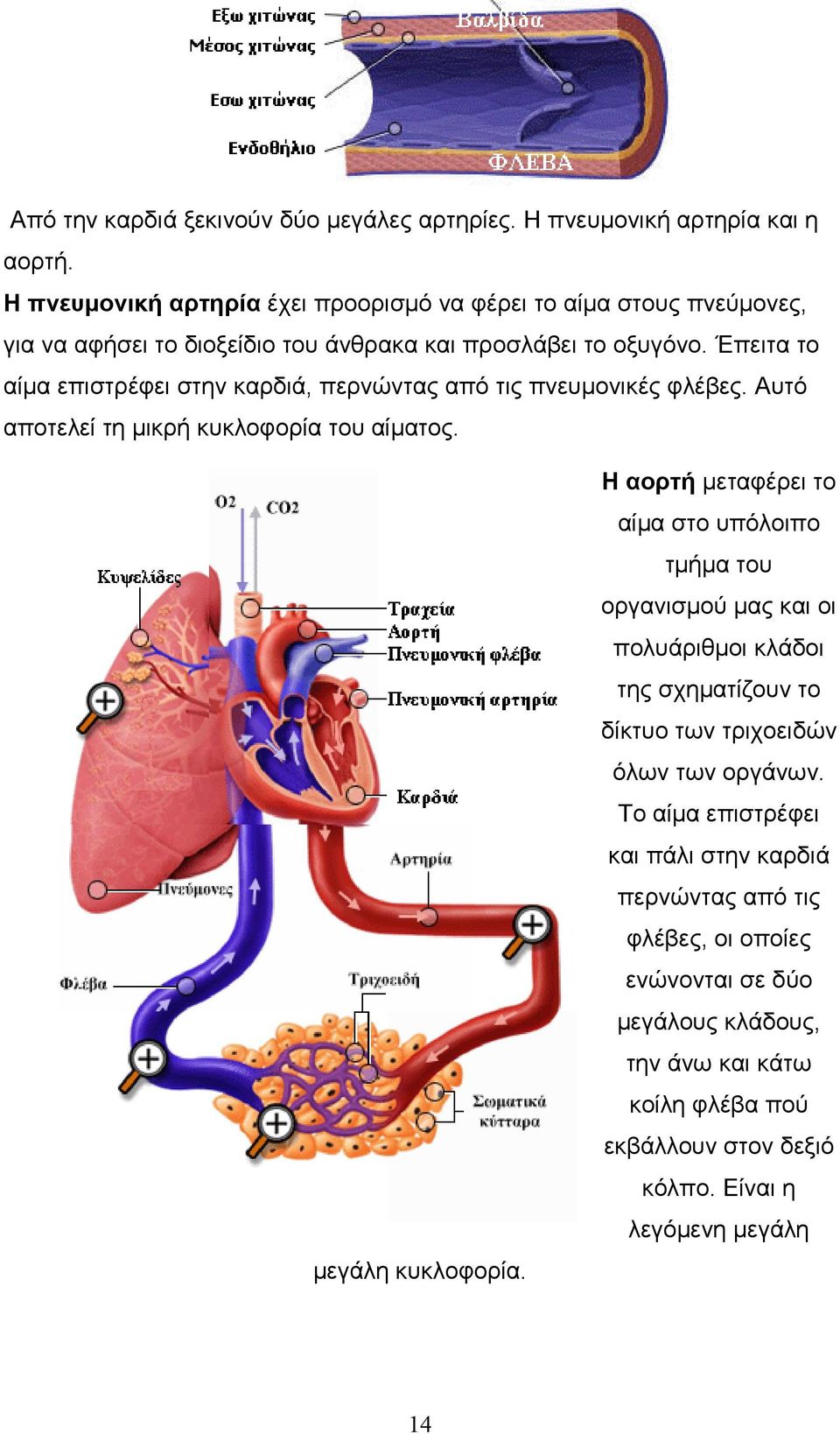 Έπειτα το αίµα επιστρέφει στην καρδιά, περνώντας από τις πνευµονικές φλέβες. Αυτό αποτελεί τη µικρή κυκλοφορία του αίµατος. µεγάλη κυκλοφορία.