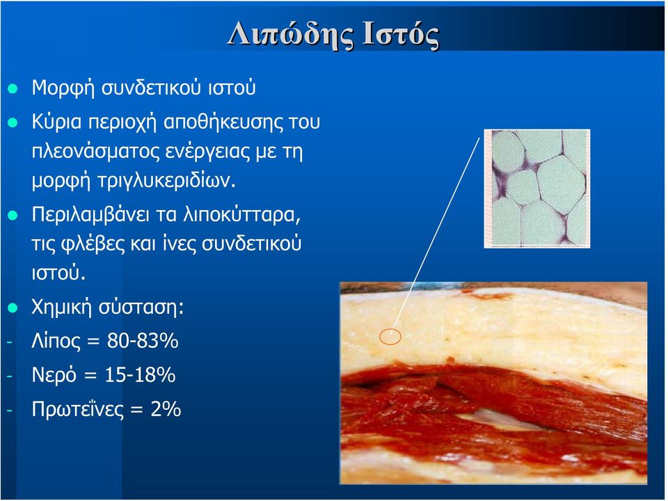 Περιλαμβάνει τα λιποκύτταρα, τις φλέβες και ίνες συνδετικού