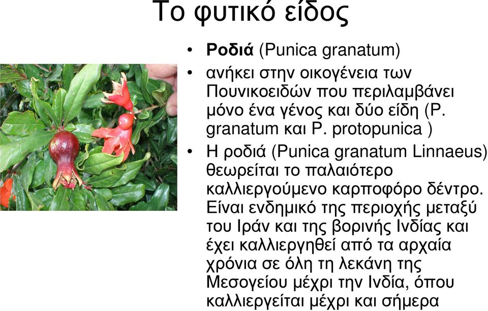 protopunica ) Η ροδιά (Punica granatum Linnaeus) θεωρείται το παλαιότερο καλλιεργούµενο καρποφόρο δέντρο.