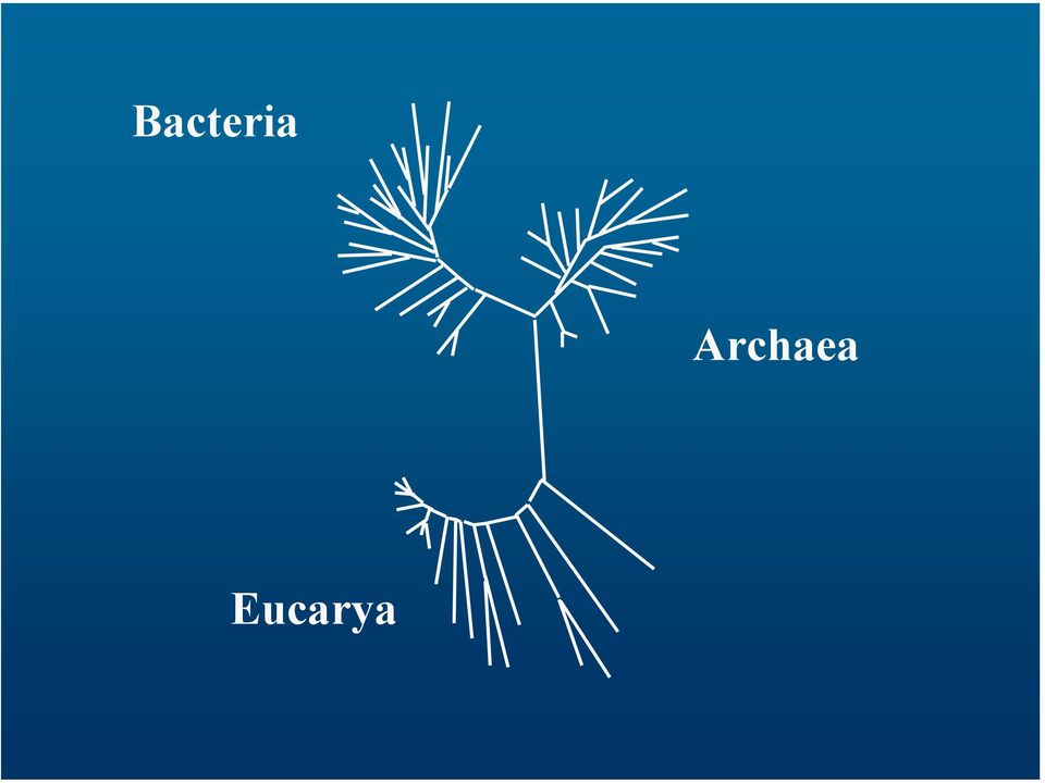 Eucarya