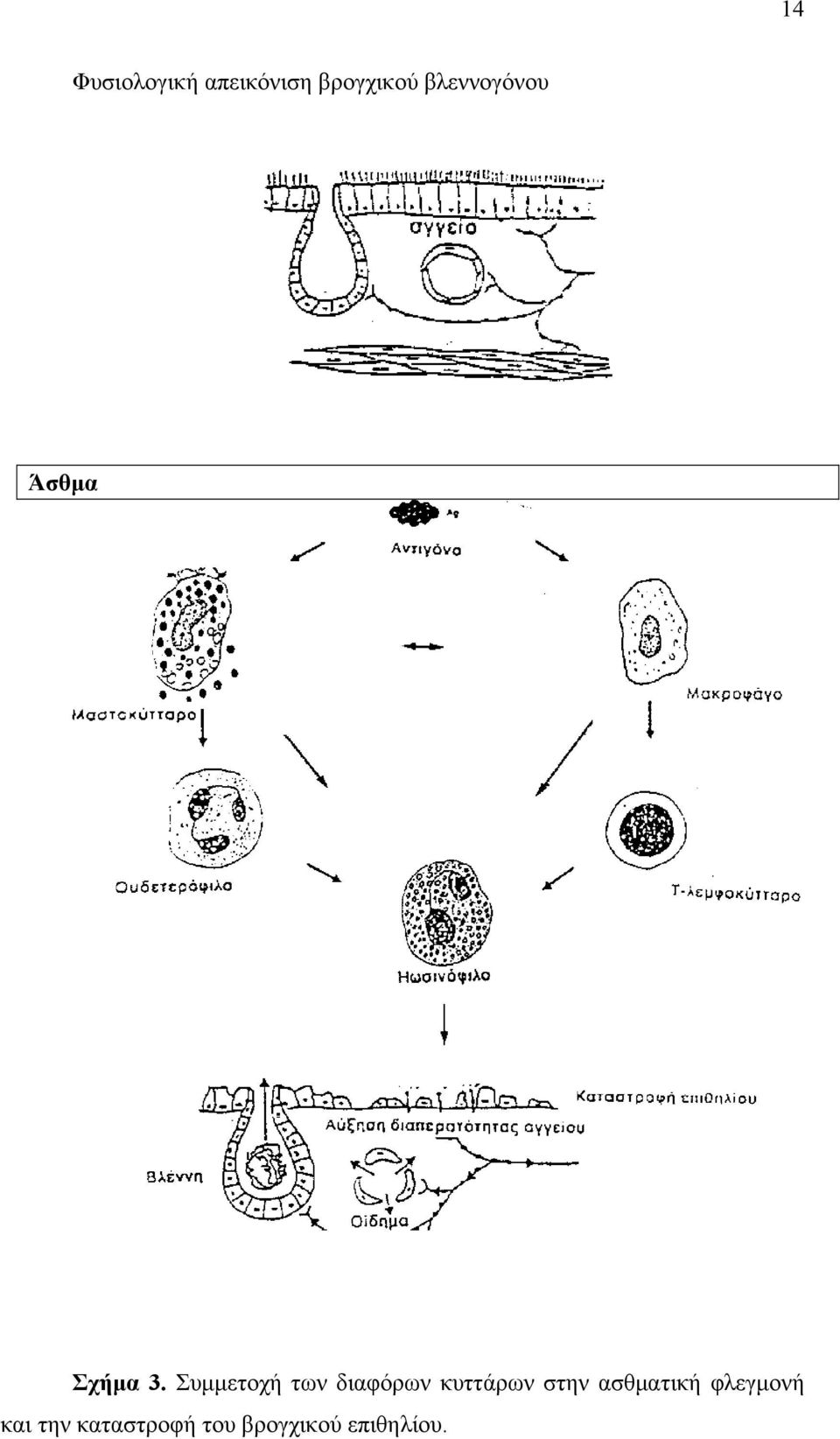 Συμμετοχή των διαφόρων κυττάρων στην