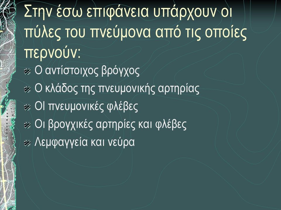 κλάδος της πνευμονικής αρτηρίας ΟΙ πνευμονικές