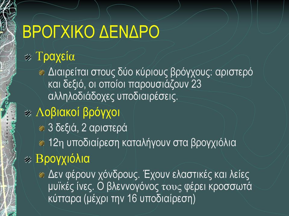 Λοβιακοί βρόγχοι 3 δεξιά, 2 αριστερά 12η υποδιαίρεση καταλήγουν στα βρογχιόλια Βρογχιόλια