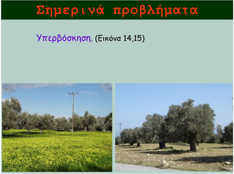 Υπερβόσκηση.