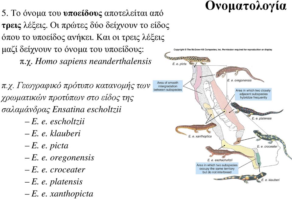 Και οι τρεις λέξεις μαζί δείχνουν το όνομα του υποείδους: π.χ. Homo sapiens neanderthalensis Ονοματολογία π.