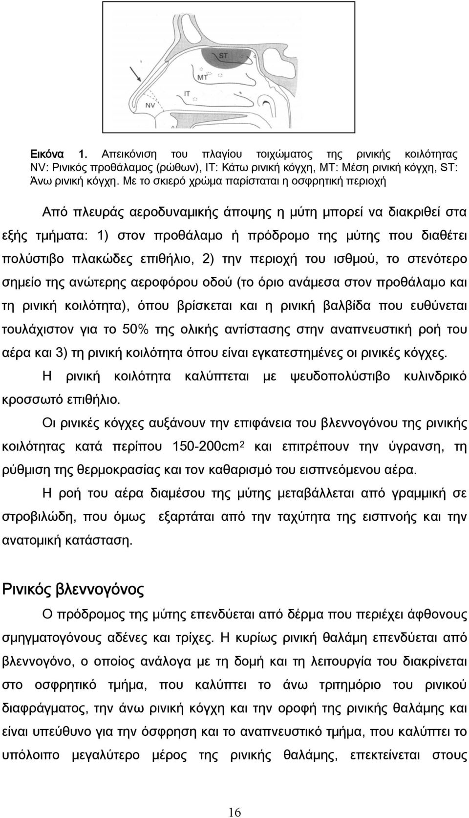 επιθήλιο, 2) την περιοχή του ισθμού, το στενότερο σημείο της ανώτερης αεροφόρου οδού (το όριο ανάμεσα στον προθάλαμο και τη ρινική κοιλότητα), όπου βρίσκεται και η ρινική βαλβίδα που ευθύνεται