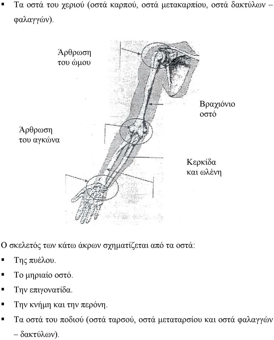 κάτω άκρων σχηματίζεται από τα οστά: Της πυέλου. Το μηριαίο οστό. Την επιγονατίδα.