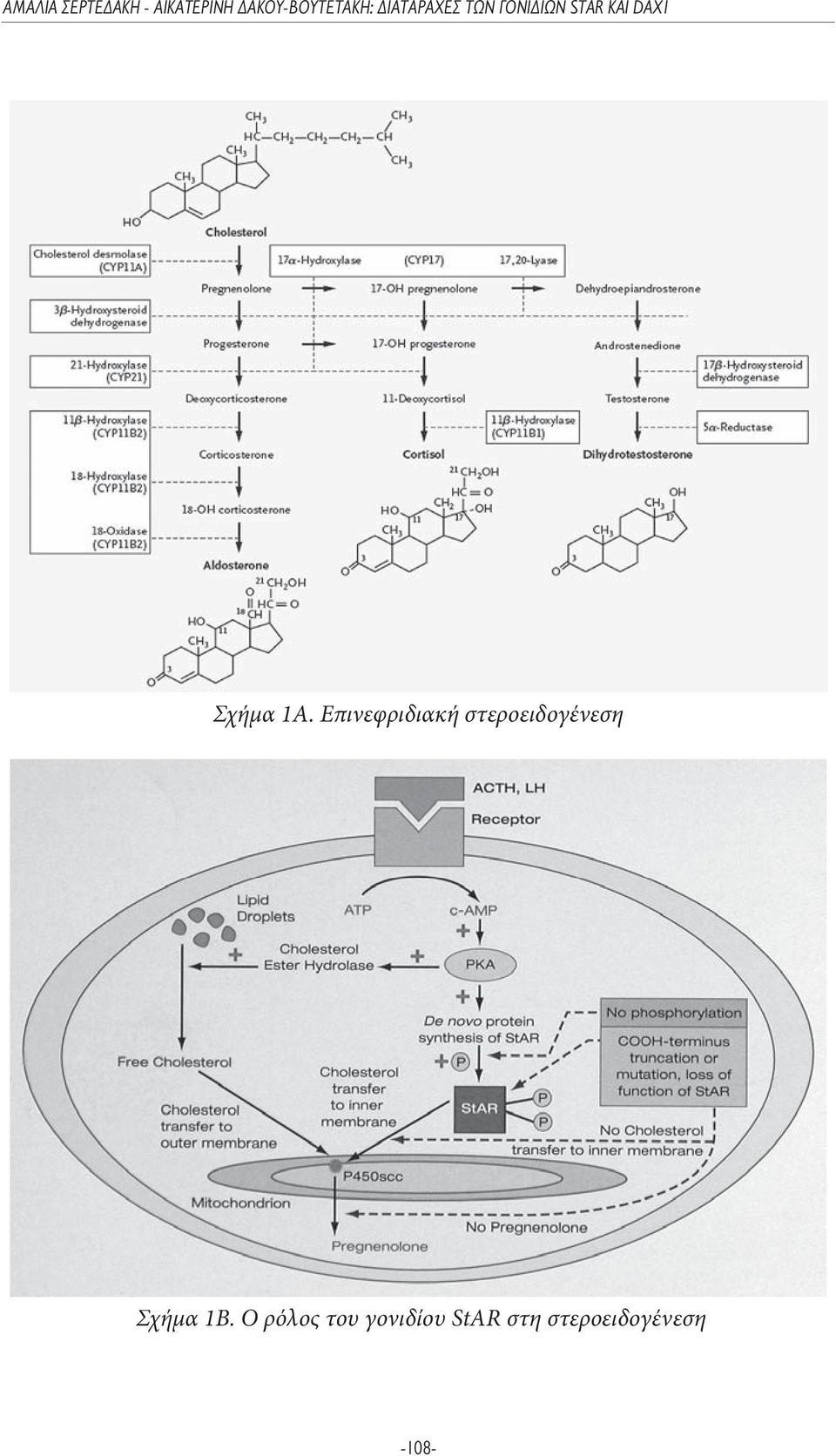 στεροειδογένεση Σχήμα 1Β.
