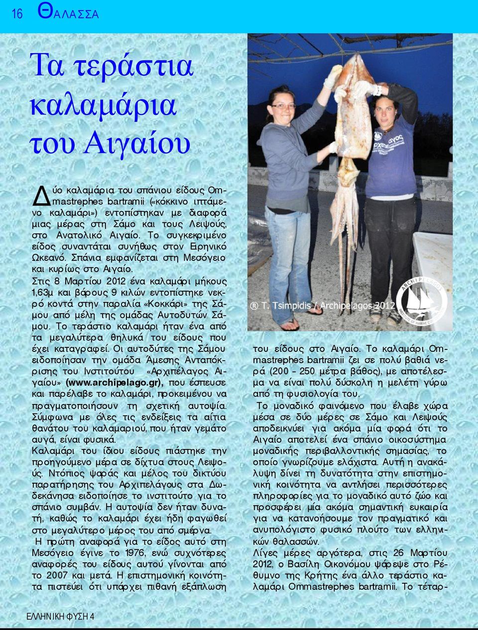 Στις 8 Μαρτίου 2012 ένα καλαμάρι μήκους 1,63μ και βάρους 9 κιλών εντοπίστηκε νεκρό κοντά στην παραλία «Κοκκάρι» της Σάμου από μέλη της ομάδας Αυτοδυτών Σάμου.