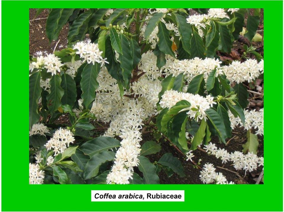 Rubiaceae