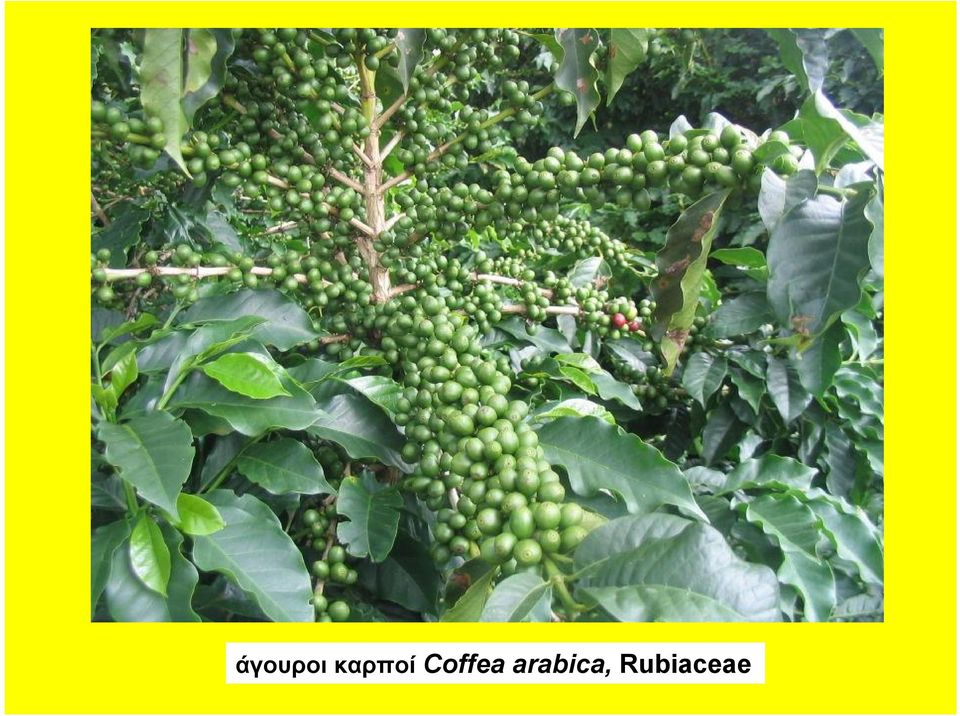 Coffea