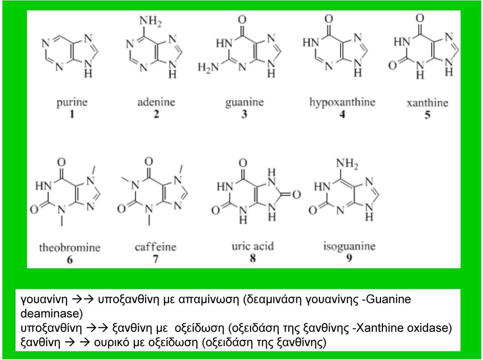 με οξείδωση (οξειδάση της ξανθίνης -Xanthine