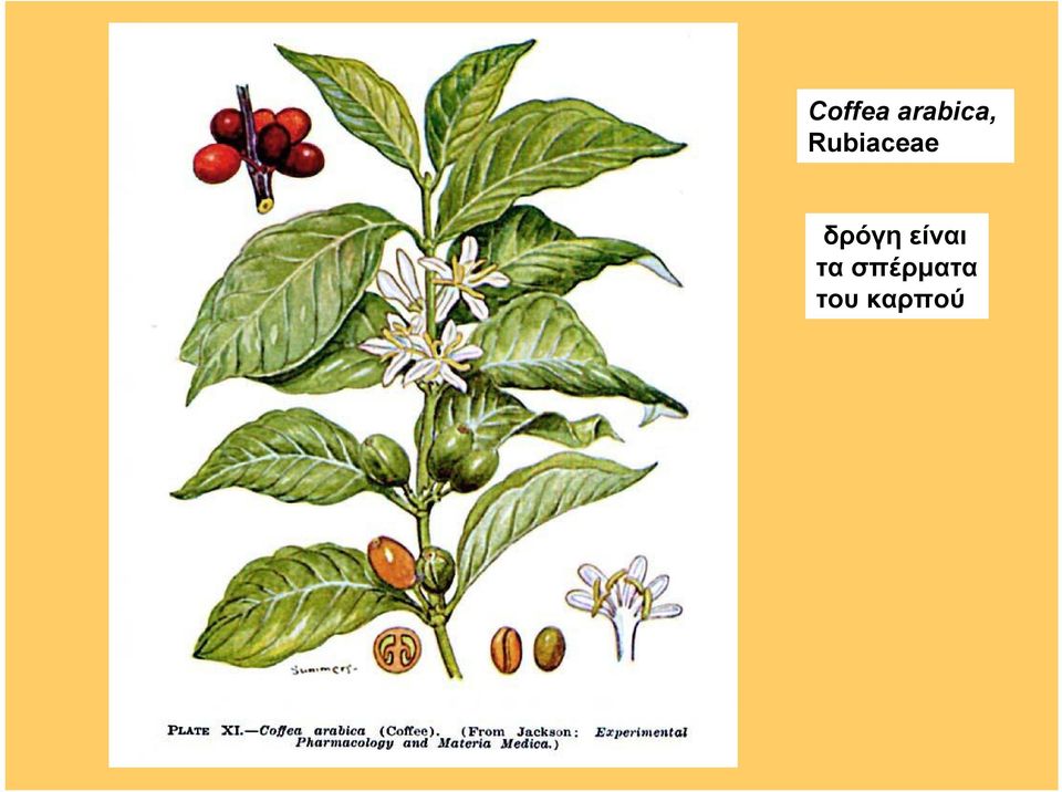 Rubiaceae