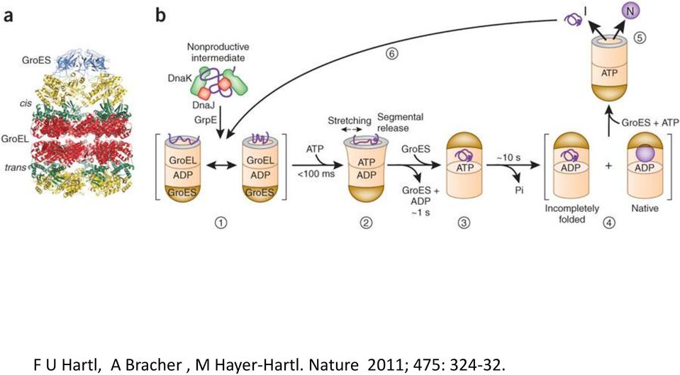 Hayer-Hartl.