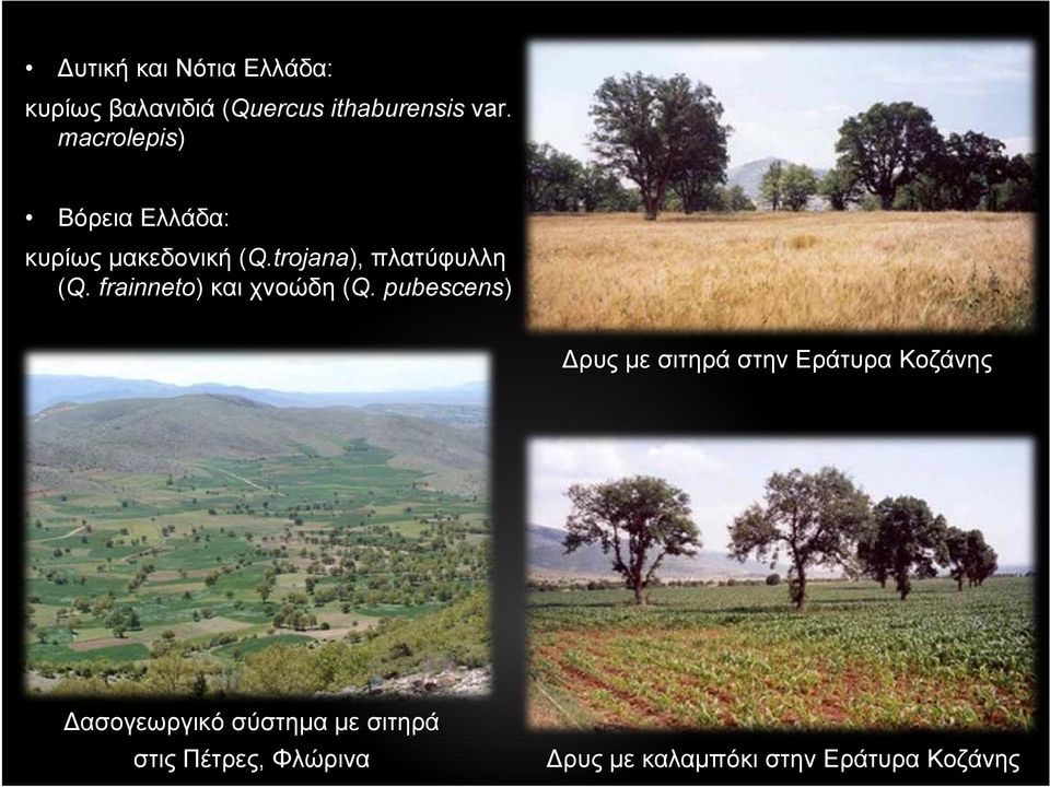 frainneto) και χνοώδη (Q.