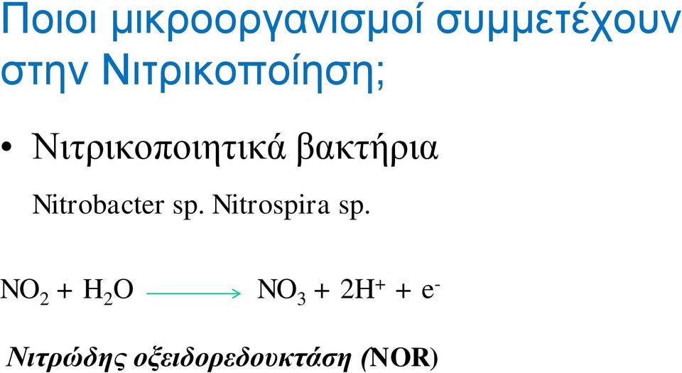 Nitrobacter sp. Nitrospira sp.