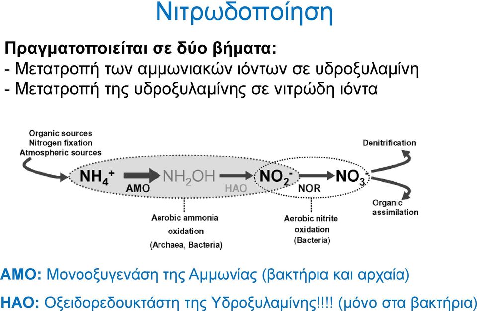 σε νιτρώδη ιόντα ΑΜΟ: Μονοοξυγενάση της Αμμωνίας (βακτήρια και