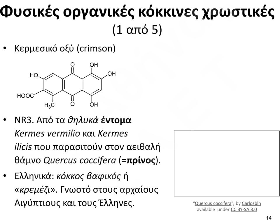 θάμνο Quercus coccifera (=πρίνος). Ελληνικά: κόκκος βαφικός ή «κρεμέζι».