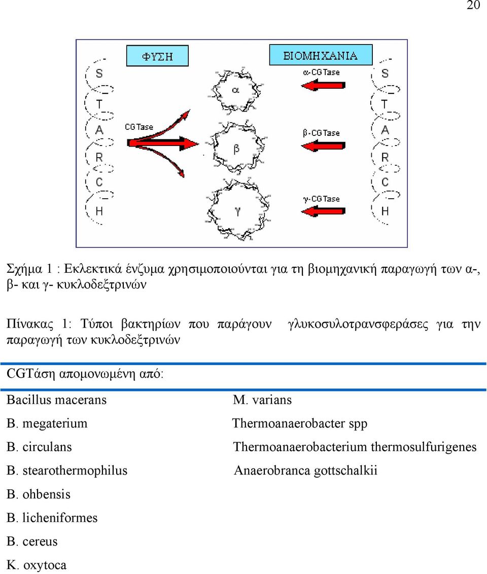 απομονωμένη από: Bacillus macerans M. varians B. megaterium Thermoanaerobacter spp B.