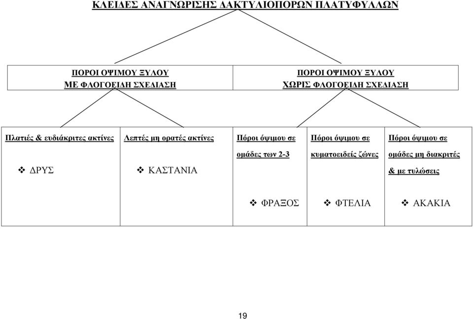 Λεπτές µη ορατές ακτίνες Πόροι όψιµου σε Πόροι όψιµου σε Πόροι όψιµου σε οµάδες των